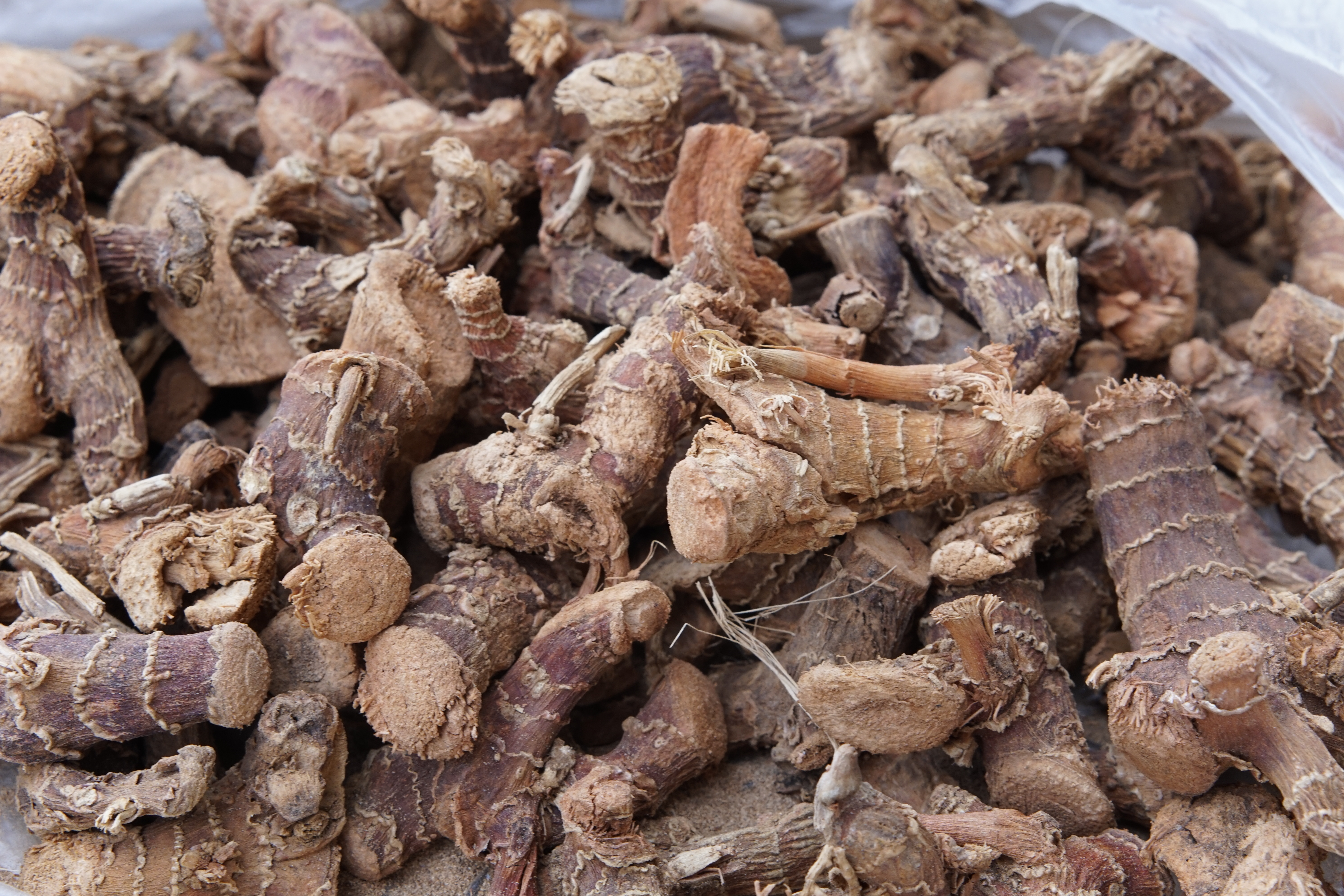 GALANGAL ROOT（莨姜）